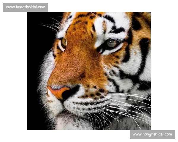 棕熊vs自然王者对决力量智慧与生存极限全解析野外真实场景生态博弈深度观察